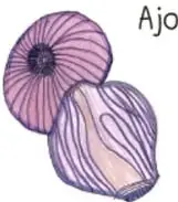 Ilustración de una planta medicinal rotulada 'Muicle' con hojas verdes y flores amarillas.
