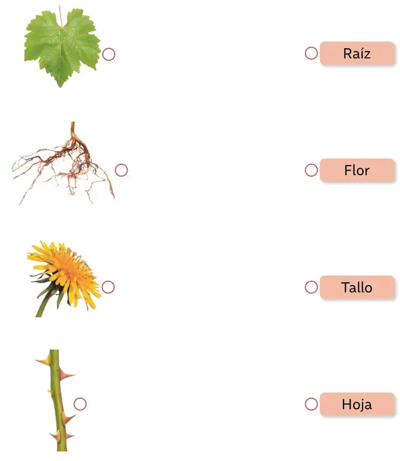 Hoja verde de forma lobulada con nervaduras marcadas, similar a una hoja de parra.
