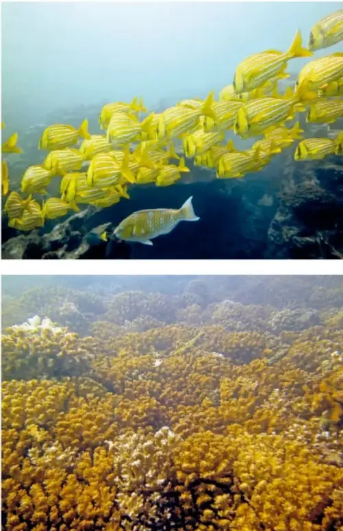 Banco de peces amarillos con rayas azules nadando sobre el arrecife.