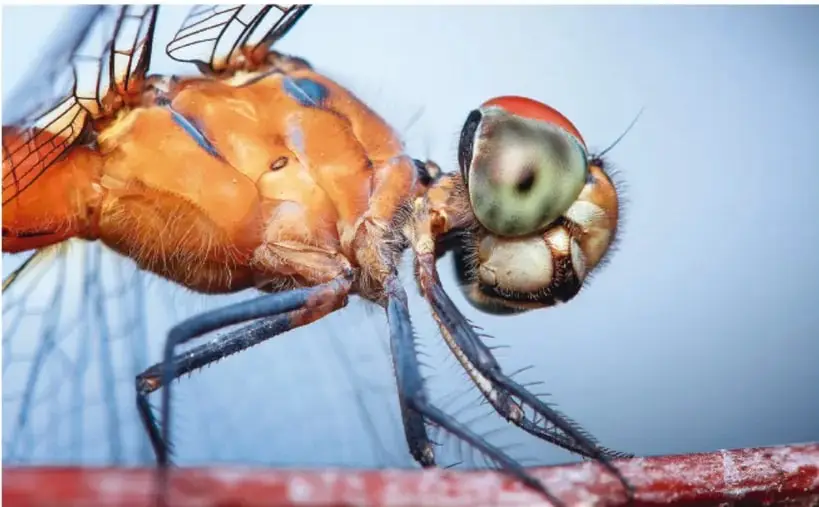 Fotografía de una libélula de cuerpo anaranjado con ojos grandes y alas transparentes, posada sobre una superficie roja, con fondo azul difuso.