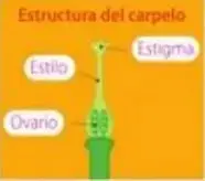 Figura 5 de Ciencias Naturales 5° · Egb 5 Ciencias Naturales 2024 · 2024