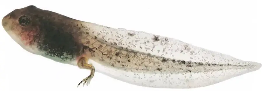 Fotografía de una rana verde sobre lo que parece una hoja o superficie húmeda. La imagen ilustra el tema del texto expositivo sobre las ranas. La fotografía ocupa la parte central de la página, entre los dos bloques de texto (metamorfosis y adultos). Crédito no visible en OCR.