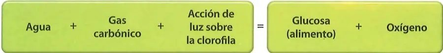 Esquema resumido de la fotosíntesis: agua más gas carbónico, con acción de la luz sobre la clorofila, produce glucosa y oxígeno.