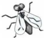 Mosca doméstica.