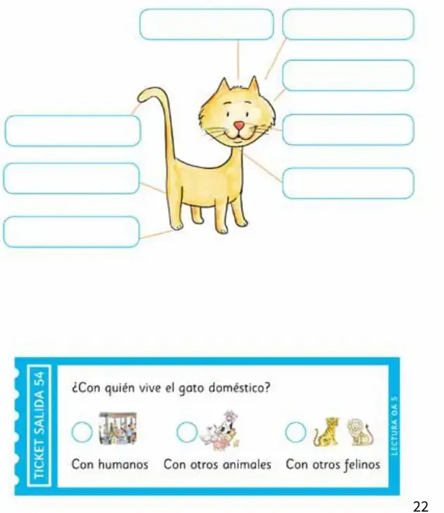 Esquema de un gato amarillo con etiquetas vacías para rotular sus partes.