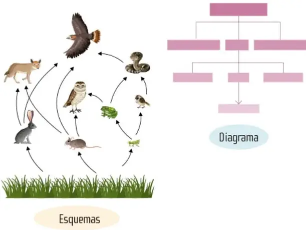 Diagrama jerárquico formado por recuadros rosa conectados en niveles descendentes, con la etiqueta 'Diagrama'.