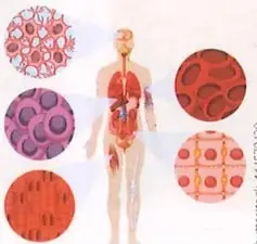 Figura 2 de Ciencias Naturales 9° · 2025