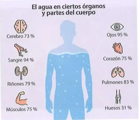 Infografía que muestra el porcentaje de agua presente en diferentes órganos y partes del cuerpo humano: cerebro, sangre, riñones, músculos, ojos, corazón, pulmones y huesos.