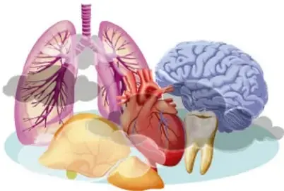 Ilustración de órganos: pulmones, corazón, hígado, cerebro y dientes, ilustrando los daños a la salud.