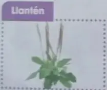 Fotografías de llantén, menta y camacho con sus respectivos usos.