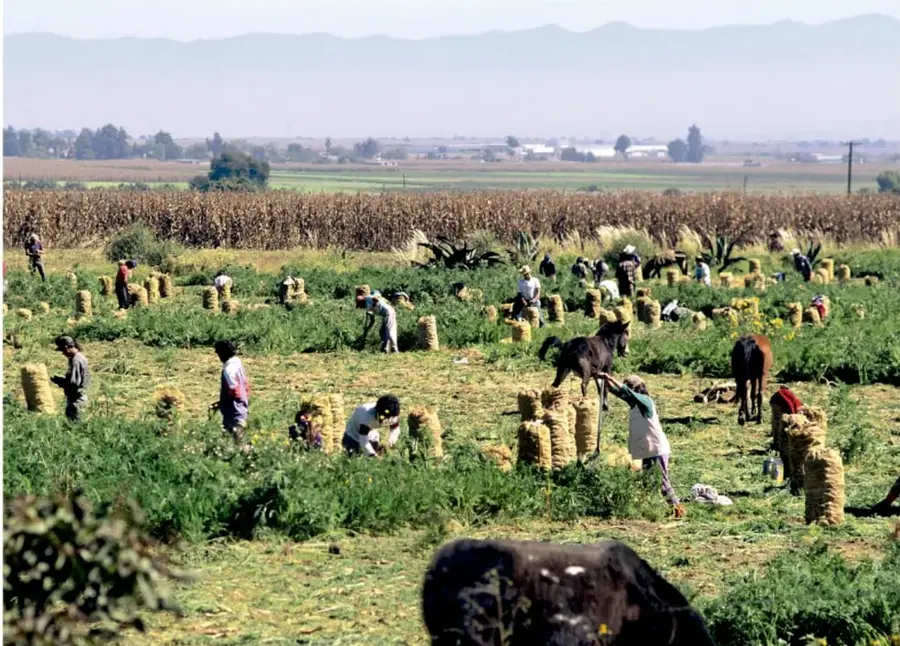 Fotografía de un campo agrícolco con personas realizando trabajo colectivo de cosecha entre hileras de maíz y manojos de plantas, con animales de carga y montañas al fondo. Crédito: Carlos Hahn, 13 de mayo de 2007.