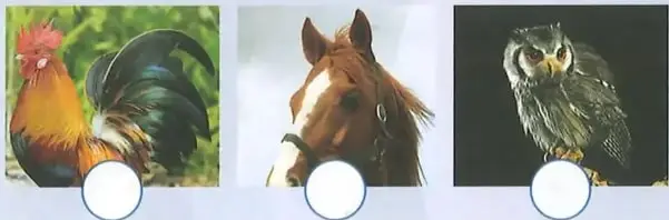 Fotografías de un gallo, un caballo y un búho, cada una con un círculo para marcar los animales diurnos.