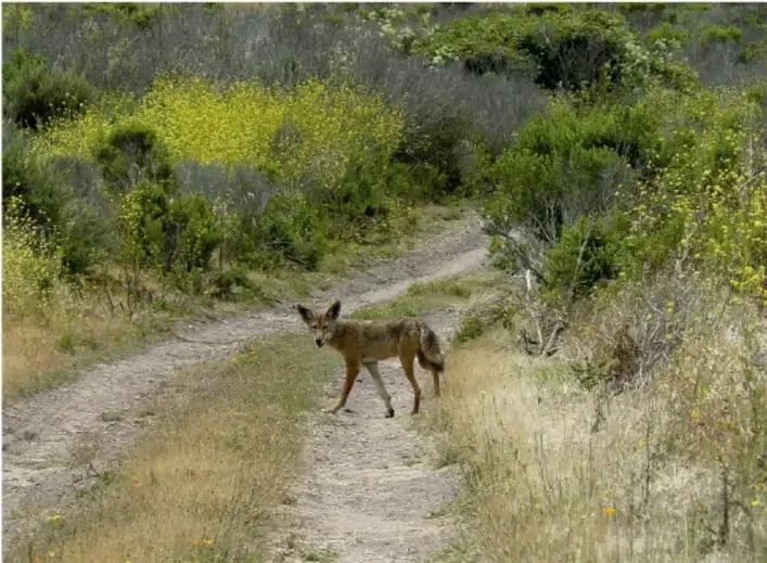 Fotografía de un cánido silvestre (parecido a un coyote o zorro) caminando por un sendero de tierra entre arbustos y vegetación verde y amarilla.