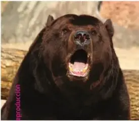 Fotografía de un oso de color oscuro con la boca abierta.