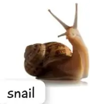 Caracol marrón sobre fondo blanco, etiquetado 'snail'.