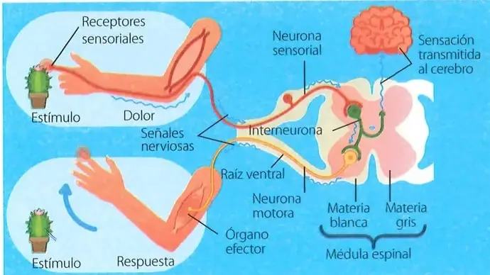 Diagrama del arco reflejo que muestra un estímulo doloroso, los receptores sensoriales, las señales nerviosas, la neurona sensorial, la interneurona, la neurona motora, el órgano efector y la respuesta.