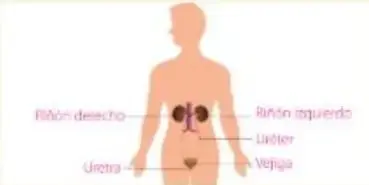 Figura 4 de Ciencias Naturales 5° · Egb 5 Ciencias Naturales 2024 · 2024