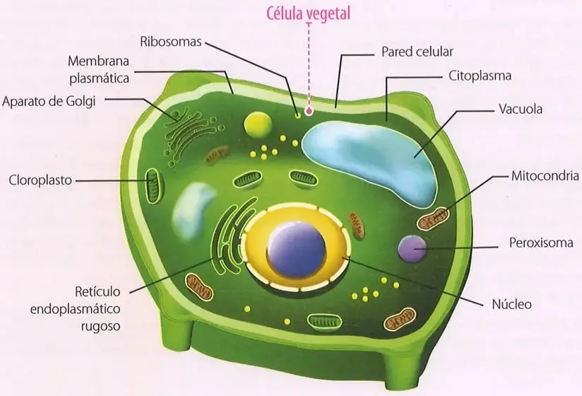 Figura 3 de Ciencias Naturales 9° · 2025