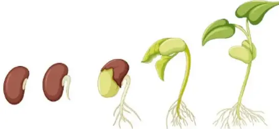 Secuencia de cinco dibujos que muestra la germinación de una semilla de frijol: semilla seca, semilla hinchada, salida de la raíz, plántula con tallo y plántula con hojas.