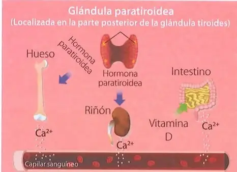 Ilustración de la ubicación del timo delante de la tráquea y entre los pulmones.