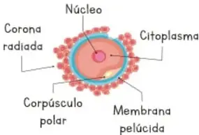 Diagrama del óvulo con partes rotuladas: corona radiada, núcleo, citoplasma, corpúsculo polar, membrana pelúcida.