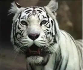 Fotografía de un tigre blanco.