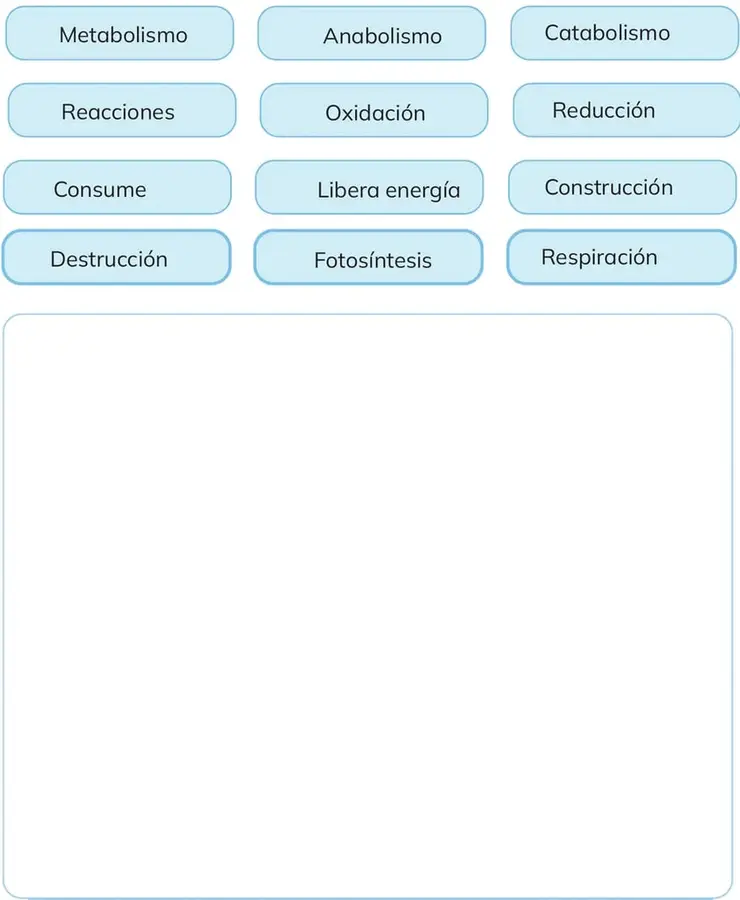 Doce burbujas azules con las palabras clave del metabolismo.