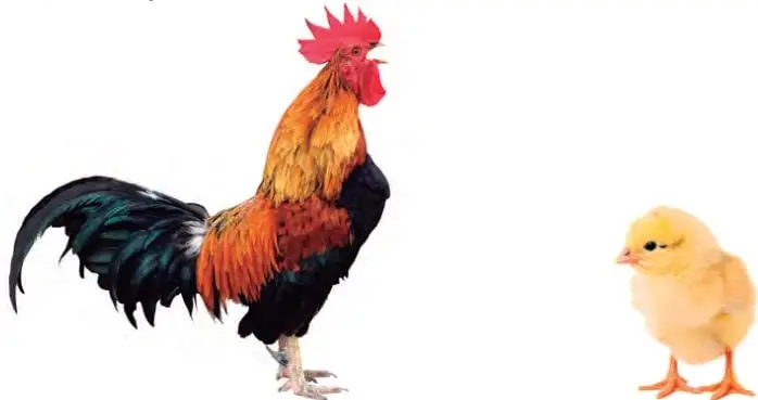 Gallo adulto de pie, con cresta roja, barbas, plumaje rojo, negro y dorado, cola larga y patas con espolones.