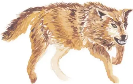 Acuarela de un lobo ojeado caminando, representando al gran lobo feroz.