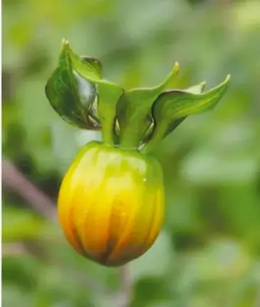 Capullo verde de dalia con pétalos amarillos asomando.