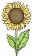 Dibujo de un girasol con tallo, hojas y flor amarilla.