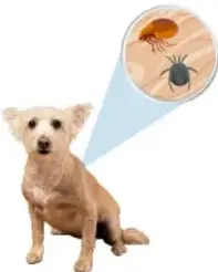 Perro con pulgas, ejemplo de parasitismo.