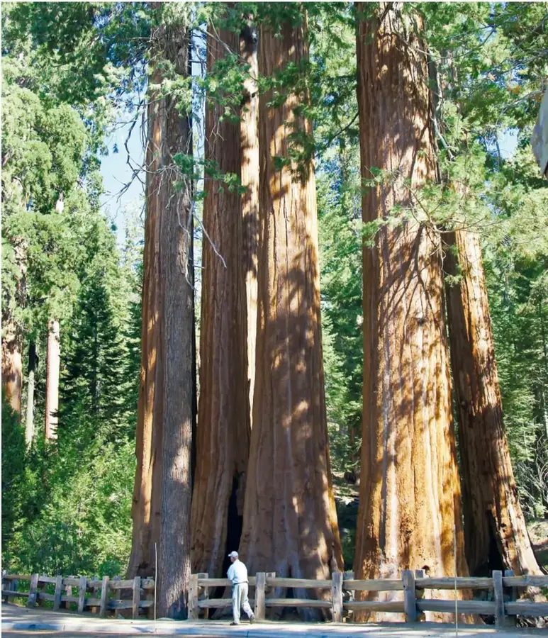 Bosque de secuoyas gigantes con troncos de corteza rojiza; una persona con ropa clara camina junto a una cerca de madera, lo que muestra la enorme escala de los árboles.