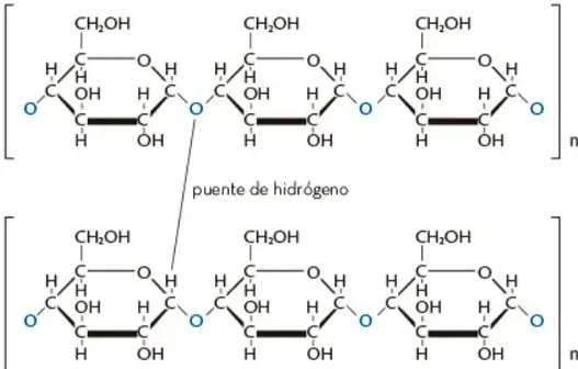 Estructura química de polisacáridos mostrando cadenas de glucosa unidas por puentes de hidrógeno.