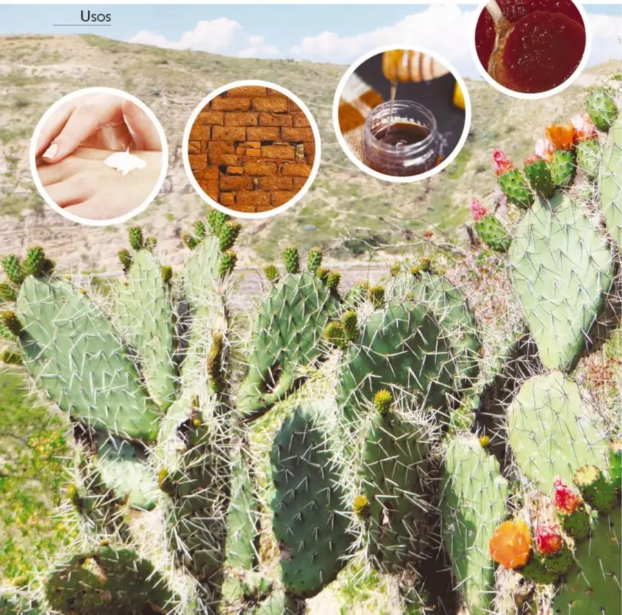 Fotografía circular de una mano aplicándose crema blanca (baba de nopal).