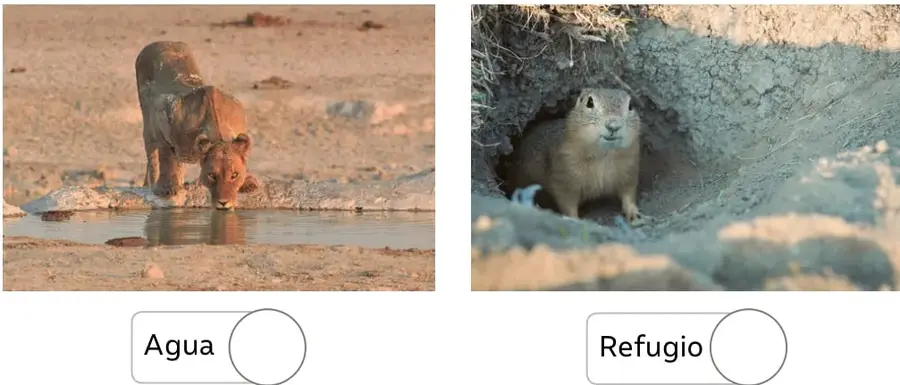 Fotografía de un carpincho (roedor grande) bebiendo agua en la orilla de un río, sobre terreno arenoso.