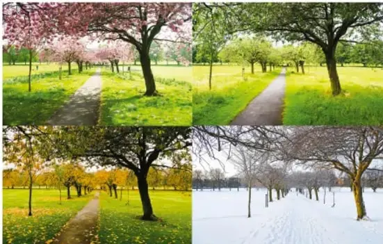 Cuatro fotografías del mismo camino parque: primavera (flores rosas), verano (verde intenso), otoño (hojas amarillas) e invierno (nevado).