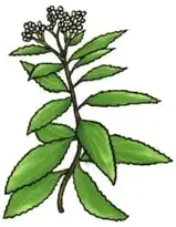 Ilustración de la chilca: ramas con hojas alargadas verdes y pequeñas flores amarillas.