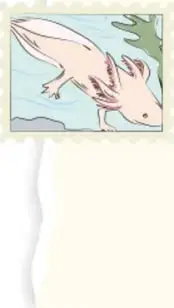 Ilustración de un ajolote dentro de un marco tipo estampilla postal.