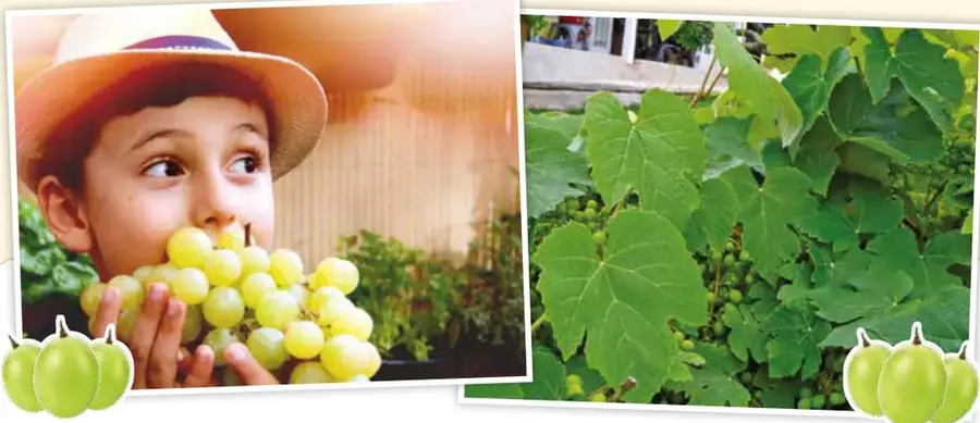 Niño con sombrero comiendo un racimo de uvas verdes.