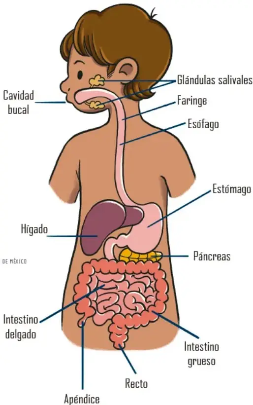 Ilustración del cuerpo de un niño con el sistema digestivo señalado: cavidad bucal, glándulas salivales, faringe, esófago, estómago, hígado, páncreas, intestino delgado, intestino grueso, recto y apéndice.