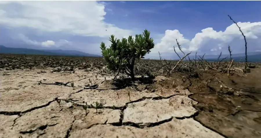 Fotografía de un paisaje árido con suelo agrietado por la sequía, un arbusto verde aislado y ramas secas, bajo un cielo con nubes. Representa la escasez de agua y la degradación del suelo.
