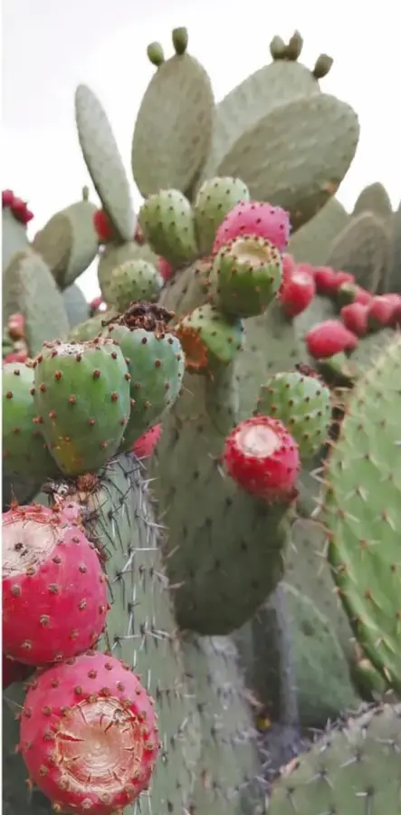 Fotografía cercana de pencas de nopal con tunas rojas y verdes espinosas, algunas abiertas.