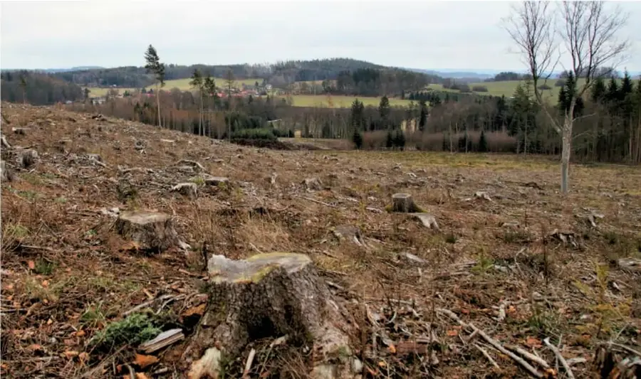 Fotografía de un paisaje rural con un área deforestada en primer plano, donde se observan tocones de árboles talados y ramas secas; al fondo, colinas con bosque y algunas casas.
