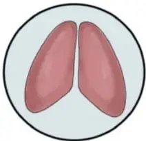 Ilustración de los dos pulmones dentro de un círculo.