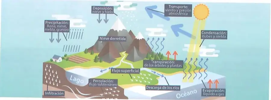 Figura 2 de Ciencias Naturales 8° · Egb 8 Ciencias Naturales 2025 · 2025