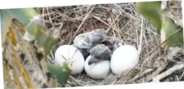 Fotografía de un nido entre nopales: crías de correcaminos junto a cuatro huevos blancos.