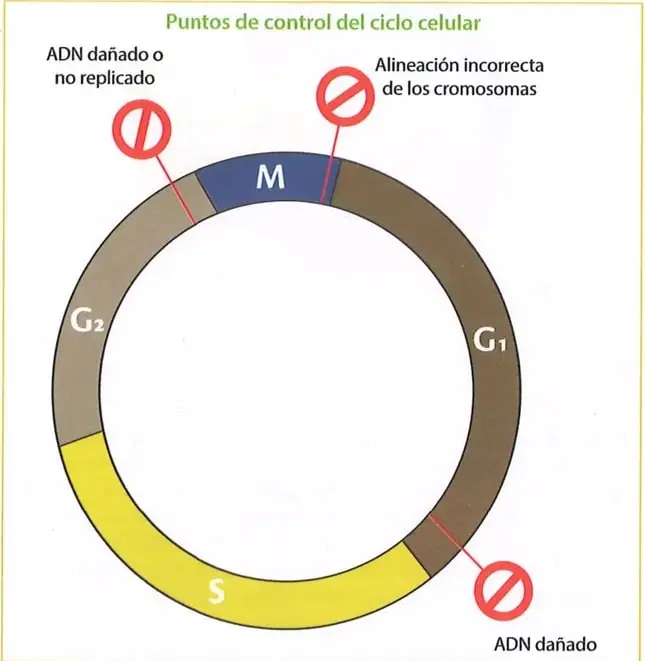 Figura 3 de Ciencias Naturales 9° · 2025