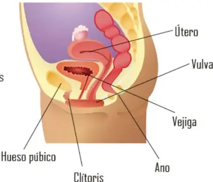 Diagrama sagital del aparato reproductor femenino con etiquetas: útero, vulva, vejiga, ano, clítoris y hueso púbico.