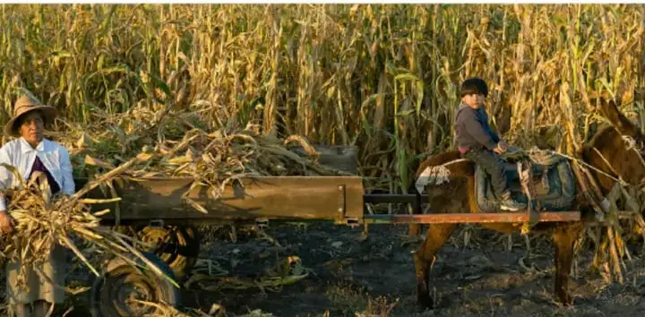 Fotografía de campesinos trabajando en una milpa de maíz seco, con un carro cargado tirado por bestias de carga.
